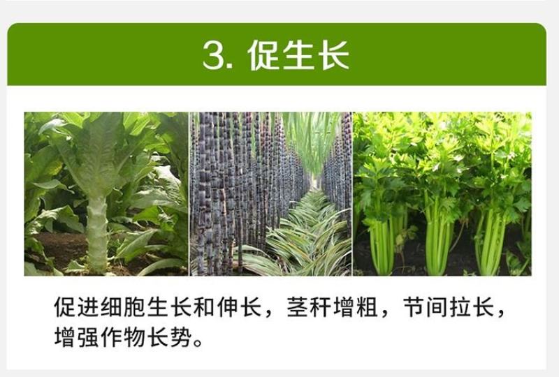 山东鲁抗3%赤霉酸调节生长生长调节剂增产保花保果浸种