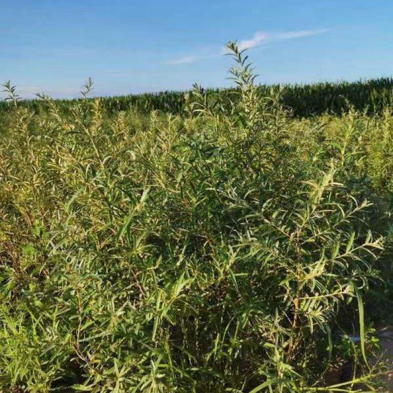 【优选】精品沙棘苗辽宁朝阳双塔区果木基地直发数量大价格优