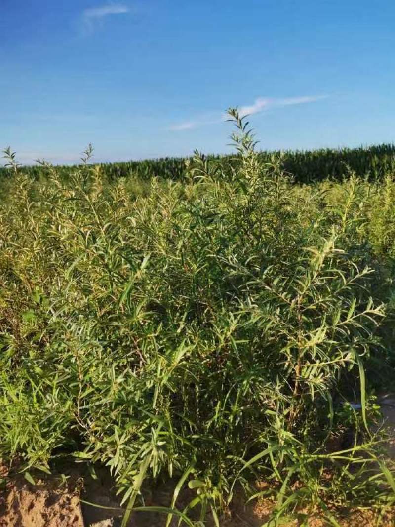 【优选】精品沙棘苗辽宁朝阳双塔区果木基地直发数量大价格优