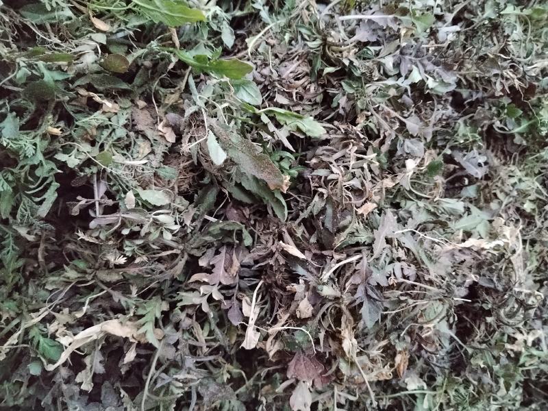野生荠菜