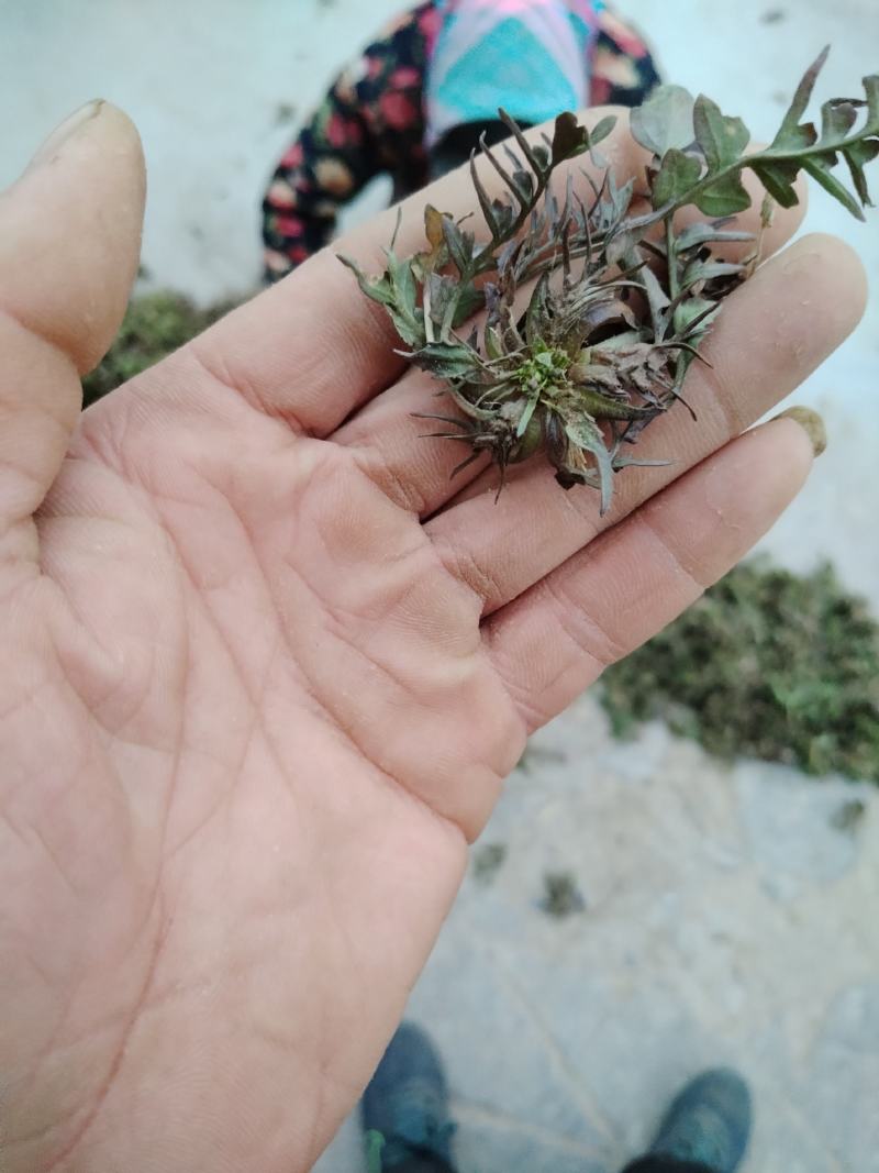野生荠菜