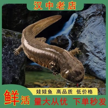 现货汉中娃娃鱼大鲵，当天可直接发货保证鲜活，可实地看货
