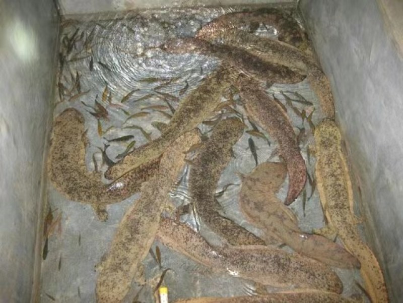 现货汉中娃娃鱼大鲵，当天可直接发货保证鲜活，可实地看货