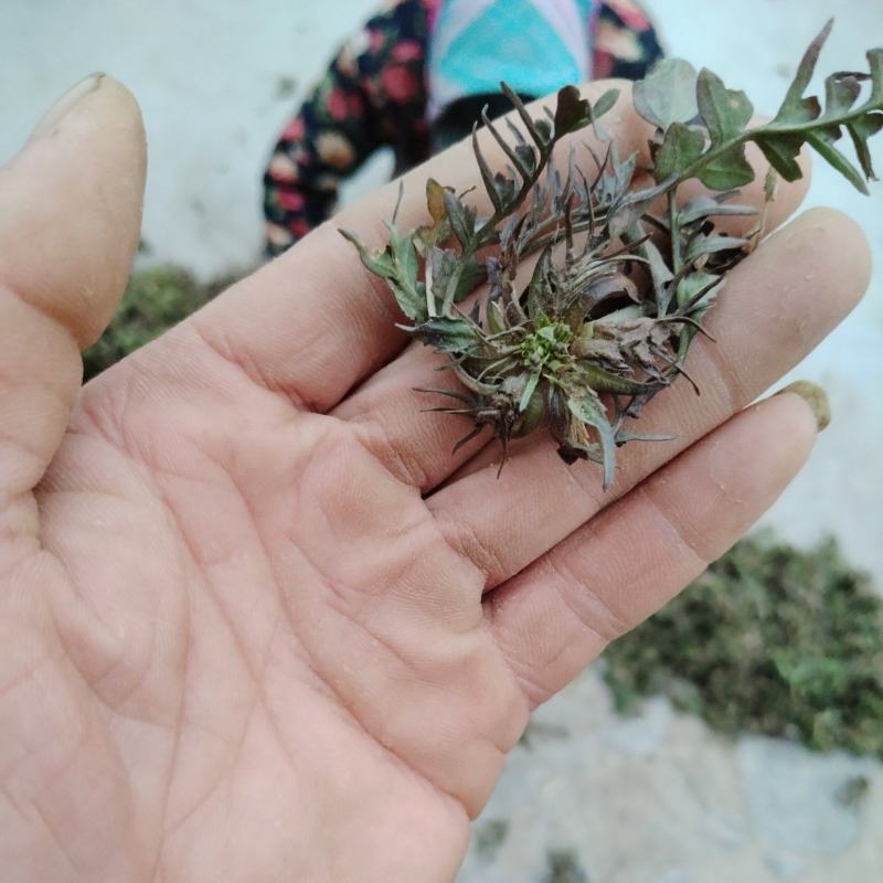 野生荠菜