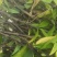 荣发种植有限公司