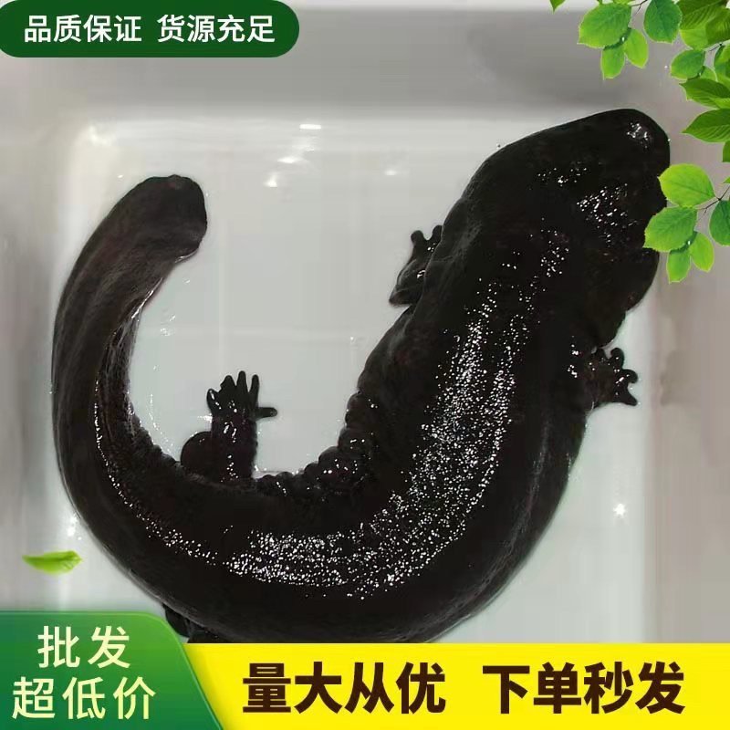 精品现货汉中娃娃鱼，活鱼喂养肉质鲜美，营业价值高对接全国包邮