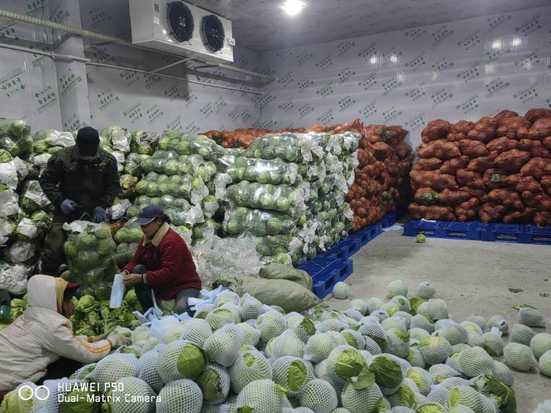 甘兰（包菜）湖北精品斯特单，旺旺，绿源……自有万亩基地