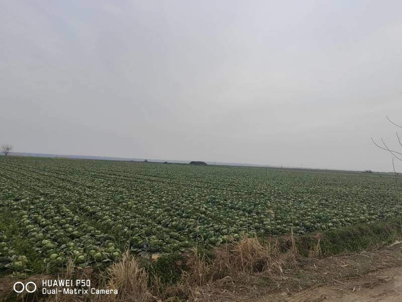 甘兰（包菜）湖北精品斯特单，旺旺，绿源……自有万亩基地