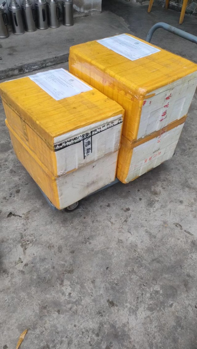 精品现货汉中娃娃鱼，活鱼喂养肉质鲜美，营业价值高对接全国包邮