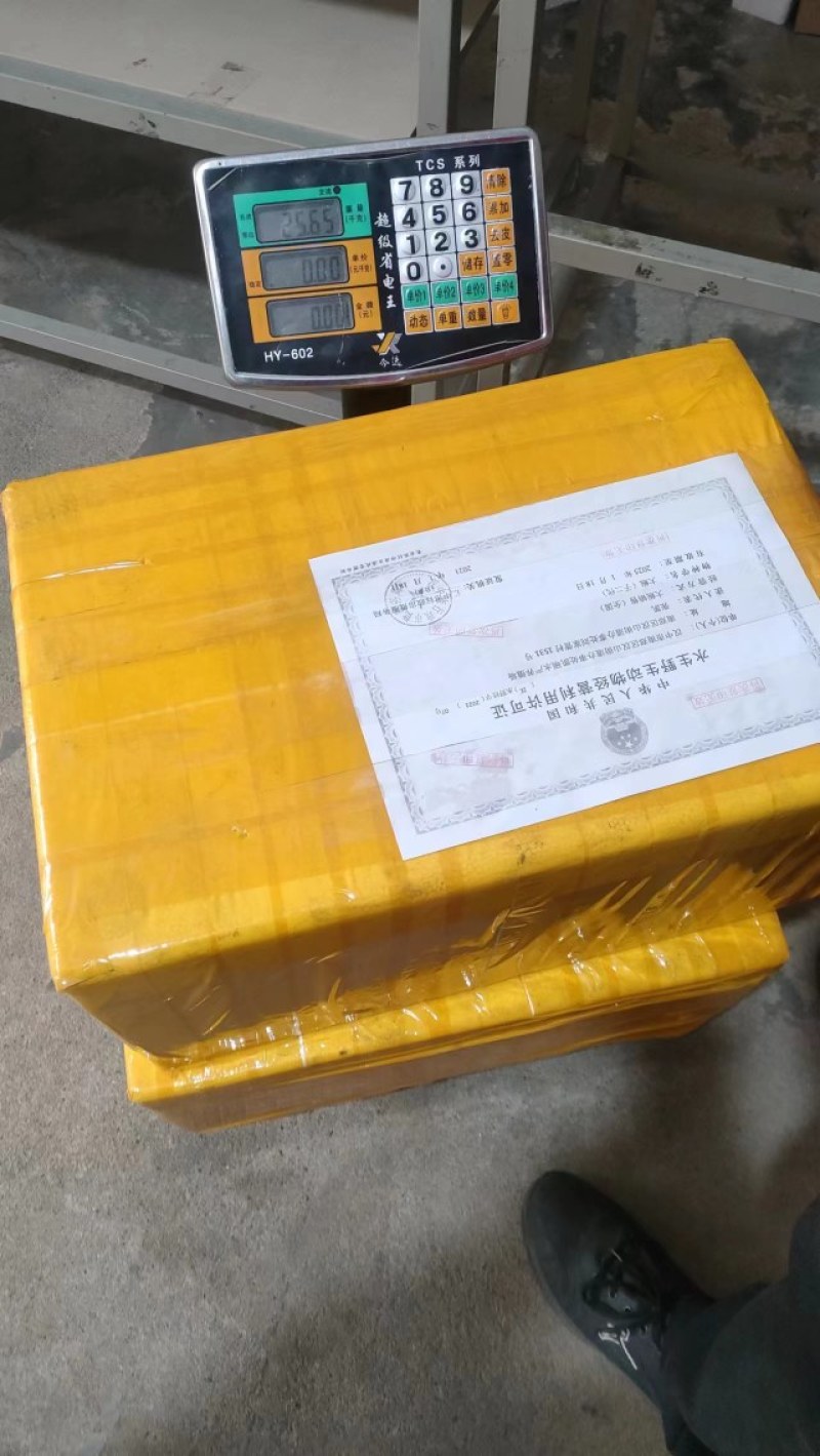 【鲜活】陕西汉中娃娃鱼，精品大鲵，当天发货全国供应包邮