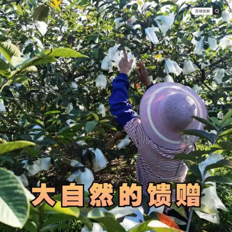 增城胭脂红番石榴软糯红心芭乐鸡屎果孕妇应季水果产地直