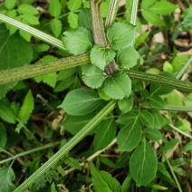 云南野生灯盏花，有全颗也有粉，全国包邮