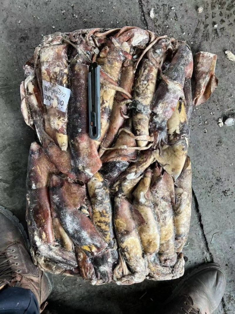 深海大鱿鱼