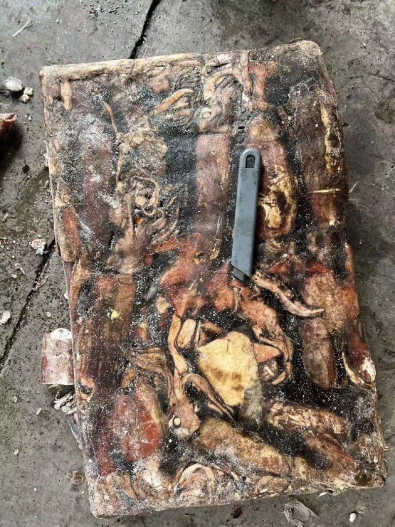 深海大鱿鱼