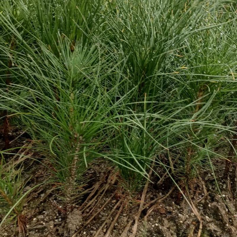 宜春奉新县本地种植基地，湿地松大量供应，规格齐全，价格