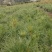 宜春奉新县本地种植基地，湿地松大量供应，规格齐全，价格
