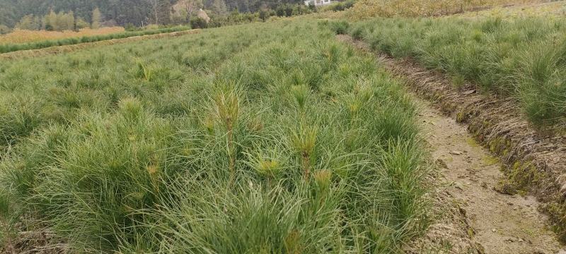 宜春奉新县本地种植基地，湿地松大量供应，规格齐全，价格