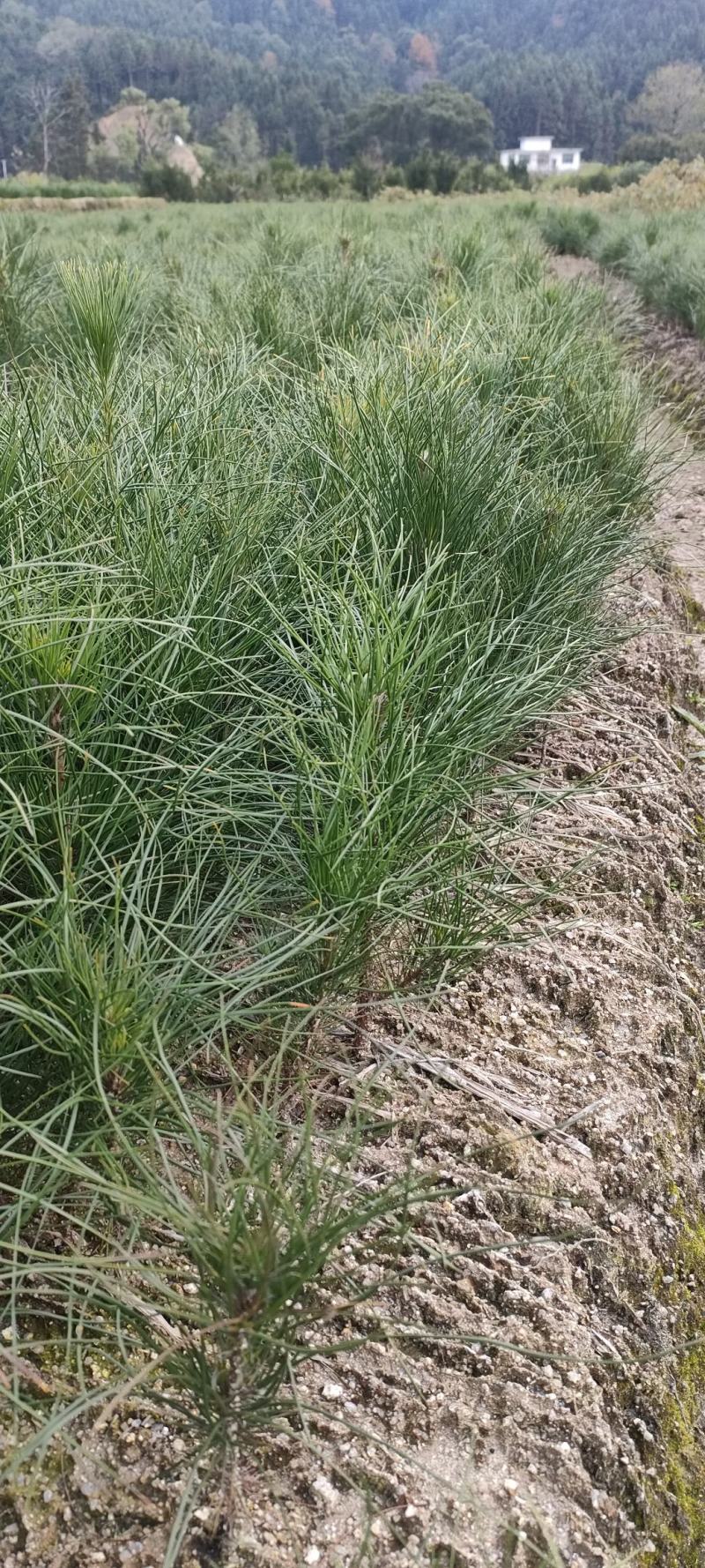 宜春奉新县本地种植基地，湿地松大量供应，规格齐全，价格