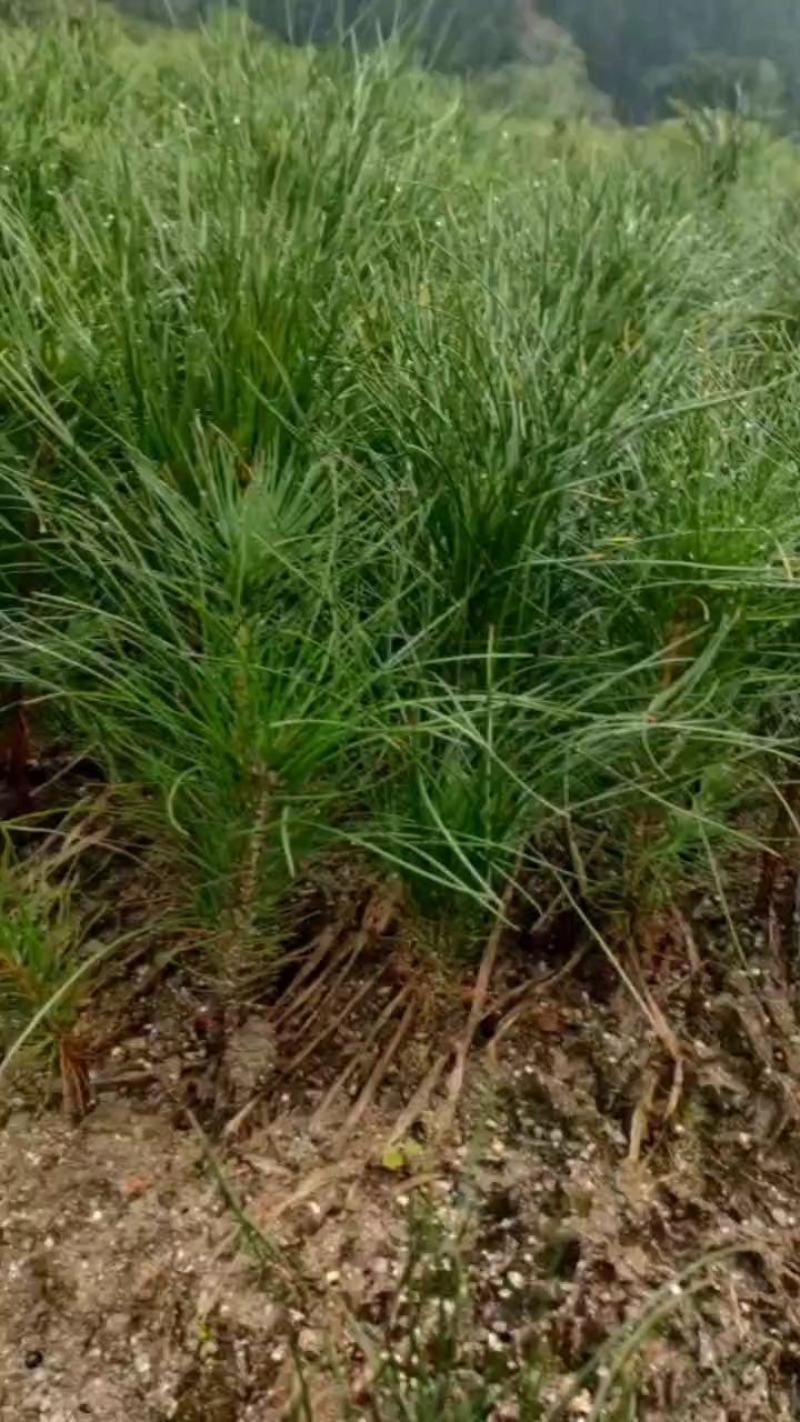 宜春奉新县本地种植基地，湿地松大量供应，规格齐全，价格