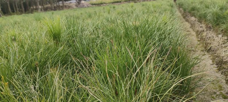 宜春奉新县本地种植基地，湿地松大量供应，规格齐全，价格