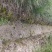 宜春奉新县本地种植基地，湿地松大量供应，规格齐全，价格