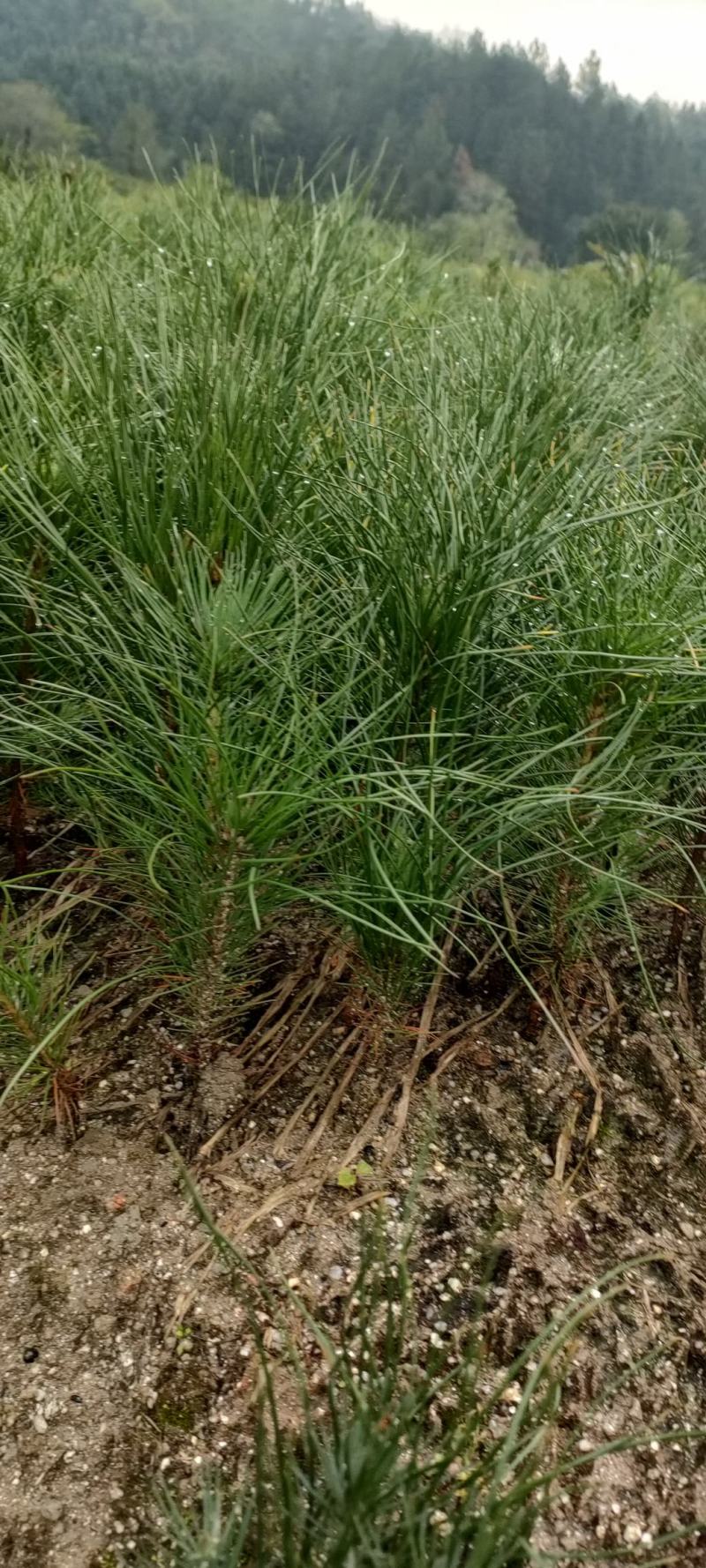 宜春奉新县本地种植基地，湿地松大量供应，规格齐全，价格