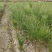 宜春奉新县本地种植基地，湿地松大量供应，规格齐全，价格