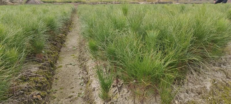 宜春奉新县本地种植基地，湿地松大量供应，规格齐全，价格