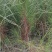 宜春奉新县本地种植基地，湿地松大量供应，规格齐全，价格