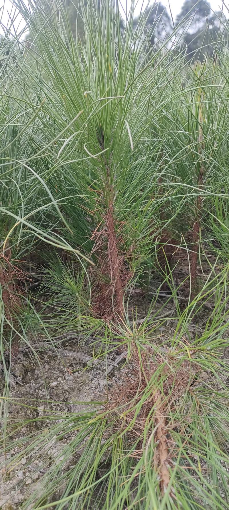 宜春奉新县本地种植基地，湿地松大量供应，规格齐全，价格