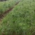 宜春奉新县本地种植基地，湿地松大量供应，规格齐全，价格