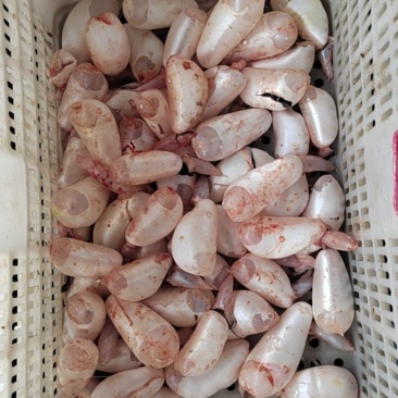 白鲢鱼泡草鱼泡鲤鱼泡