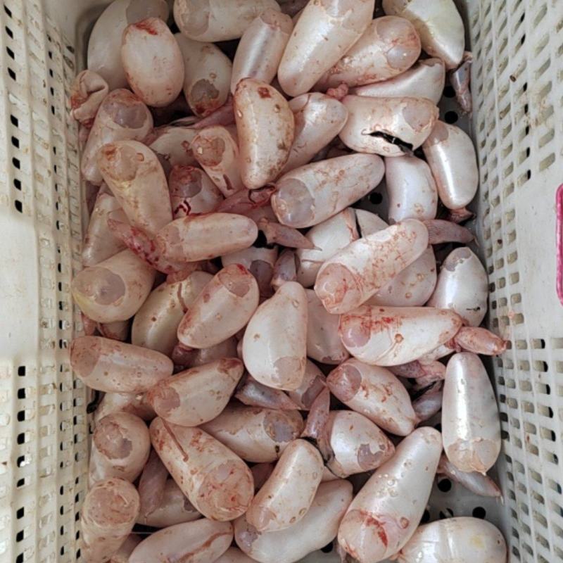 白鲢鱼泡草鱼泡鲤鱼泡
