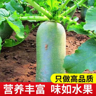 【精选】水果萝卜量大质优合适：电商团购批发零卖
