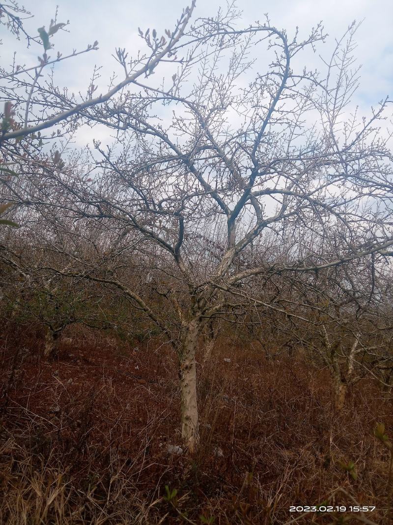 云南省红河州蒙自市各种规格型号各种品种精品石榴树