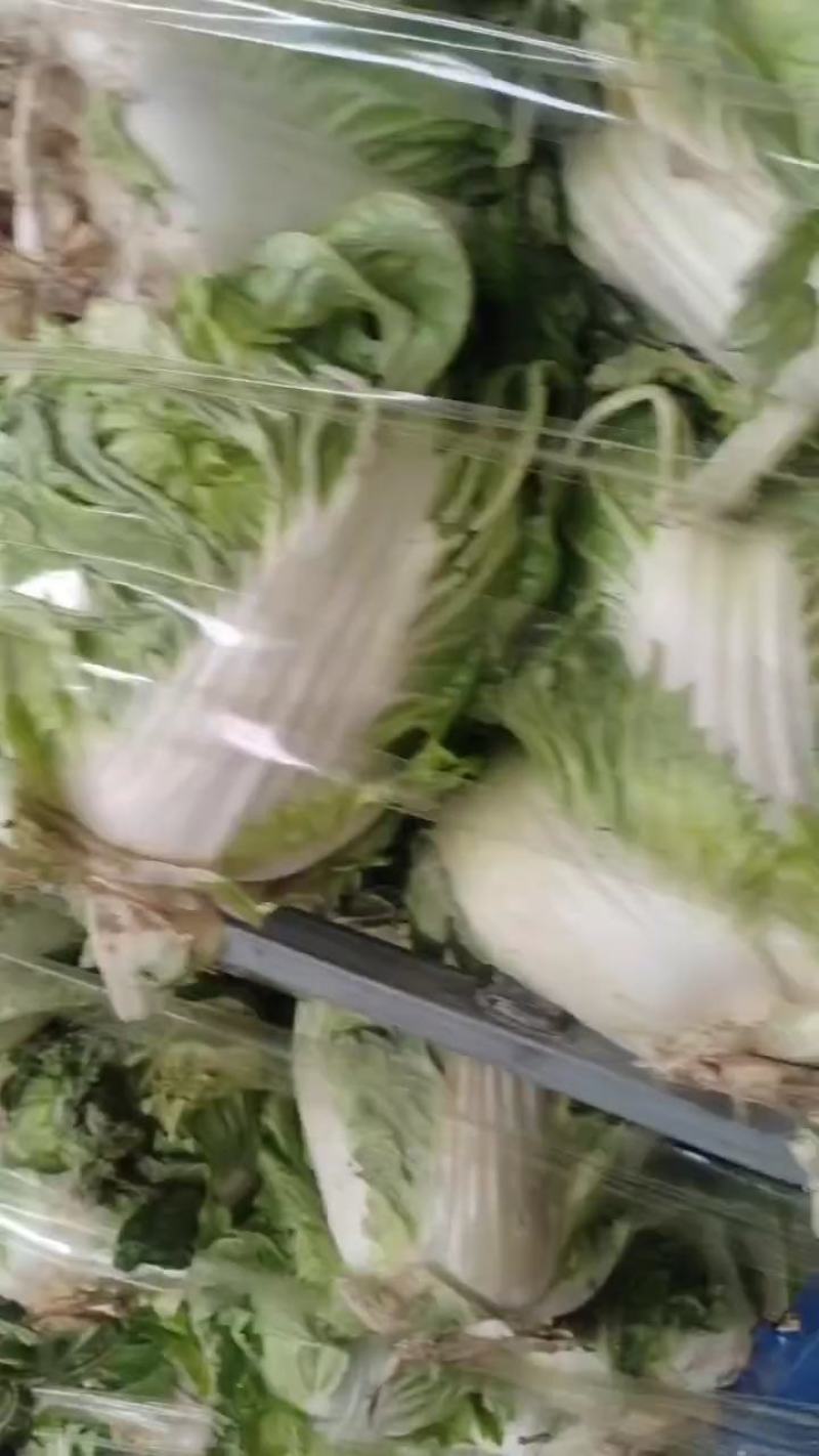 精品大白菜，大量有货，品质保证量大从优