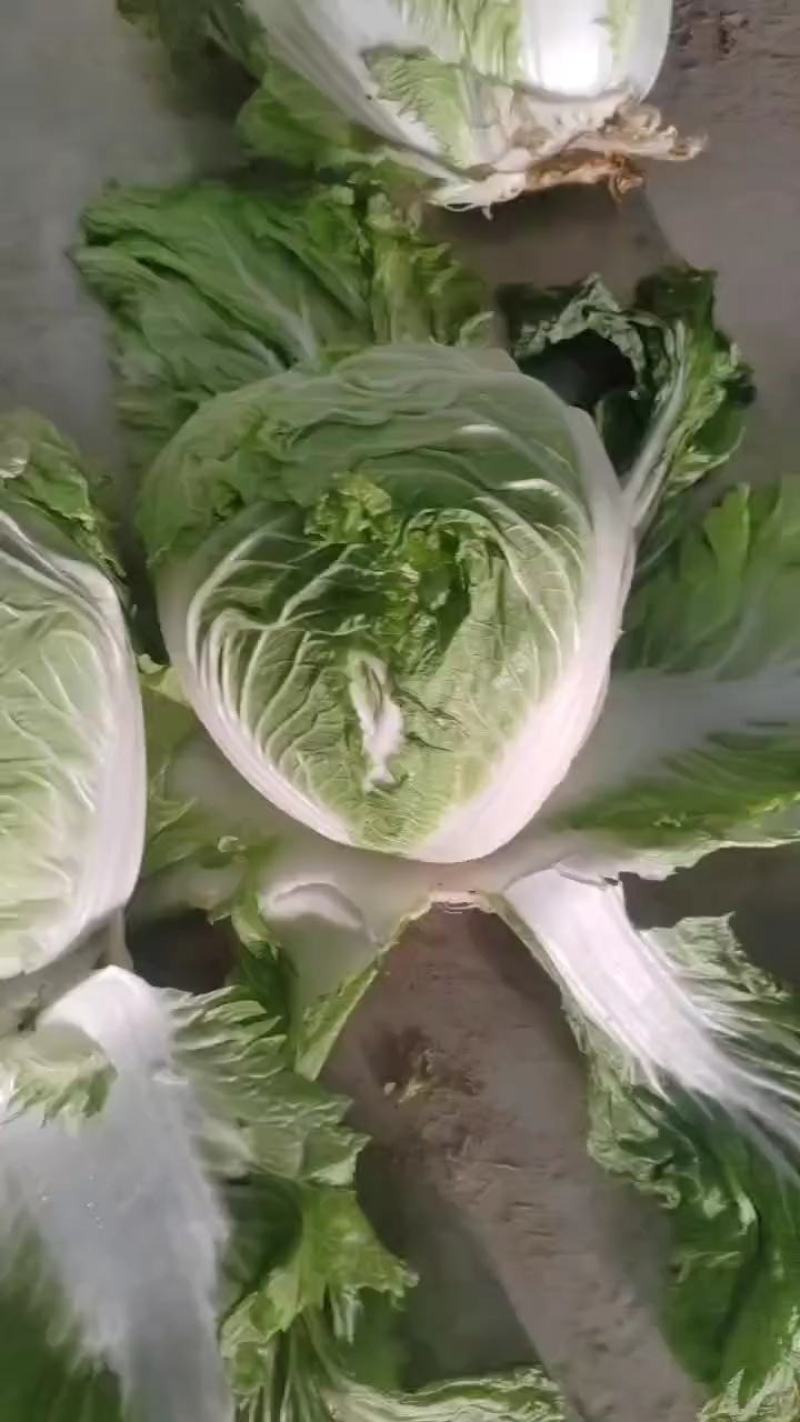 精品大白菜，大量有货，品质保证量大从优
