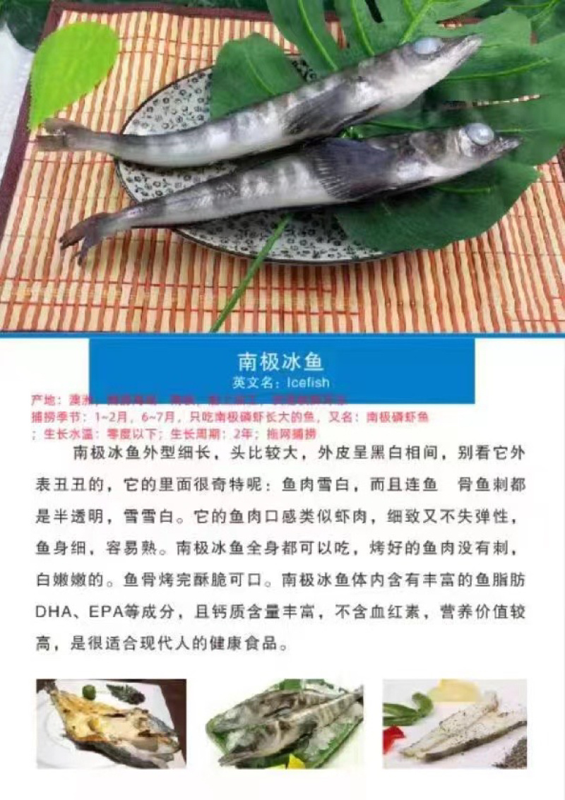 中鲁远洋南极冰鱼