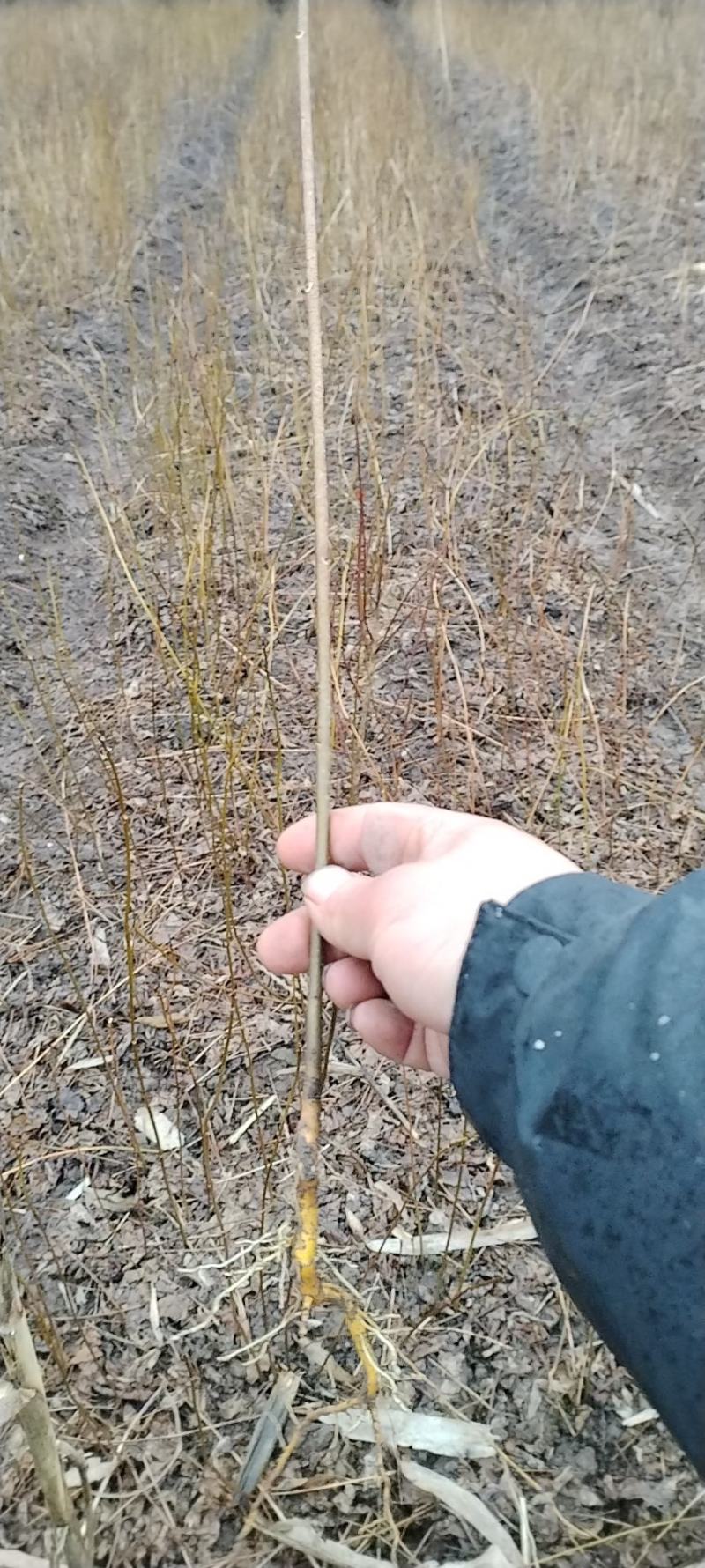 厚皮川黄柏