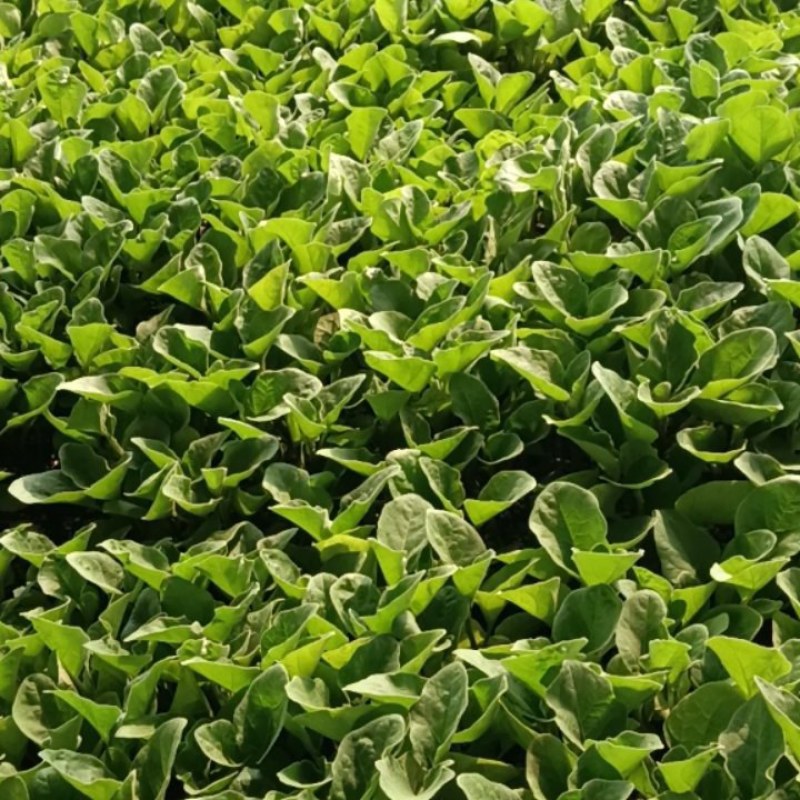茄子苗基地直供量大优惠