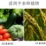 重茬菌克疏松改良土壤生根抗重茬预防黄化根腐枯萎土传病害
