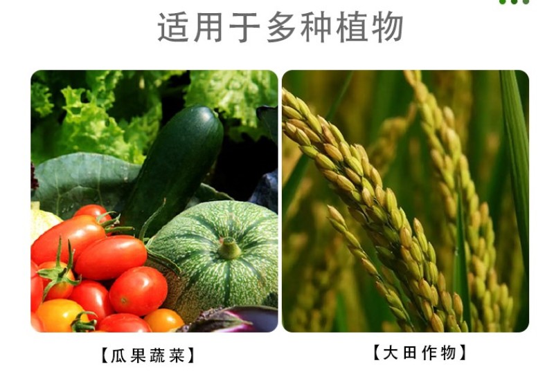 重茬菌克疏松改良土壤生根抗重茬预防黄化根腐枯萎土传病害
