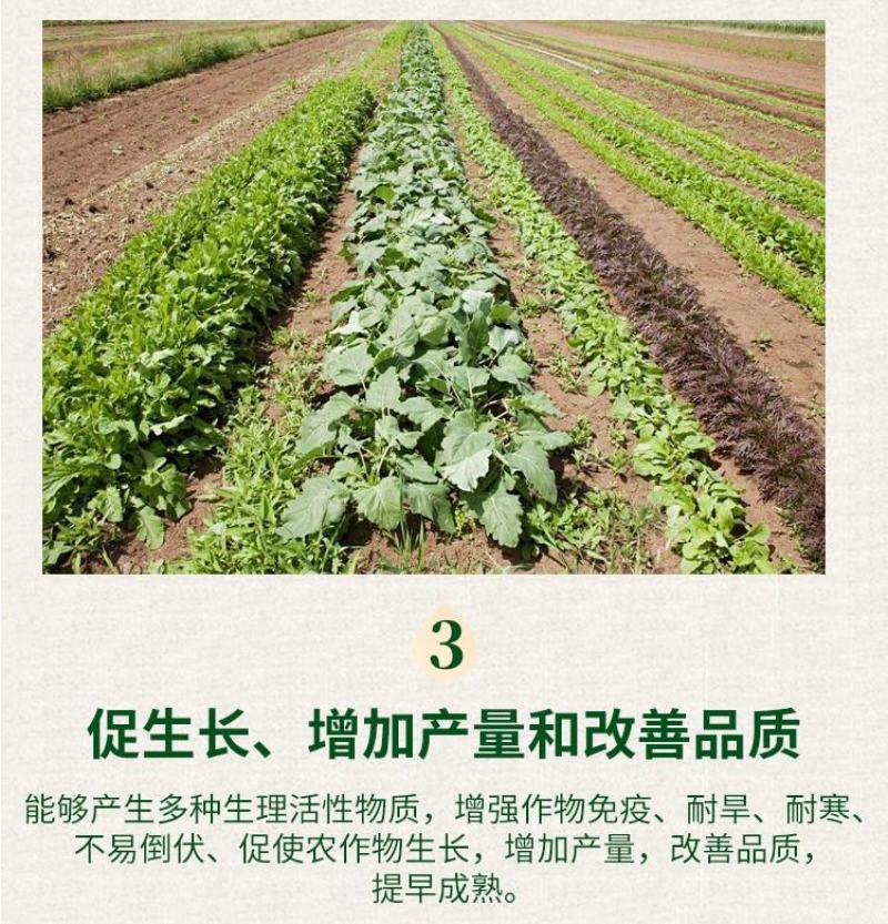重茬菌克疏松改良土壤生根抗重茬预防黄化根腐枯萎土传病害