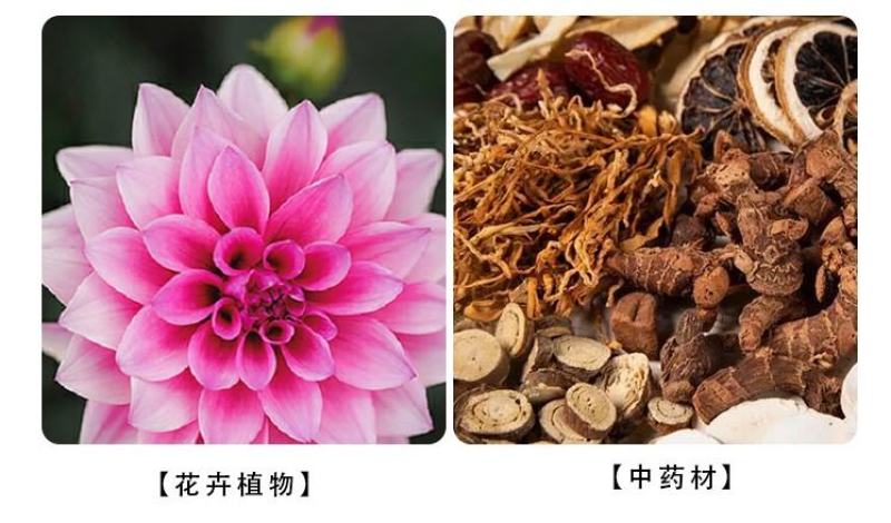重茬菌克疏松改良土壤生根抗重茬预防黄化根腐枯萎土传病害