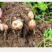 重茬菌克疏松改良土壤生根抗重茬预防黄化根腐枯萎土传病害