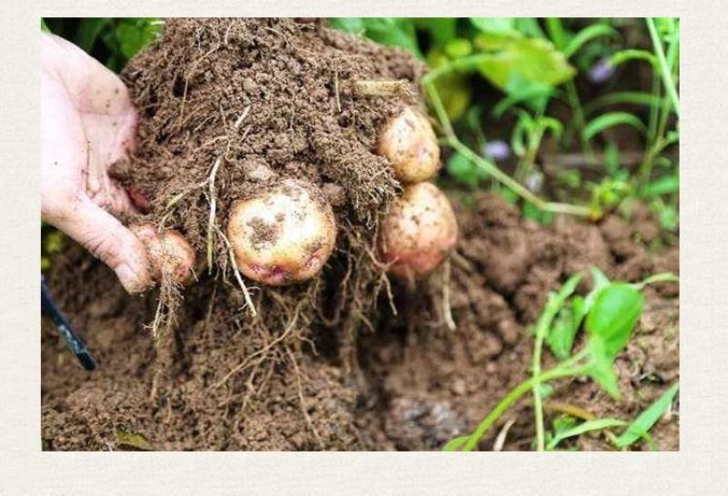 重茬菌克疏松改良土壤生根抗重茬预防黄化根腐枯萎土传病害