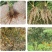 重茬菌克疏松改良土壤生根抗重茬预防黄化根腐枯萎土传病害