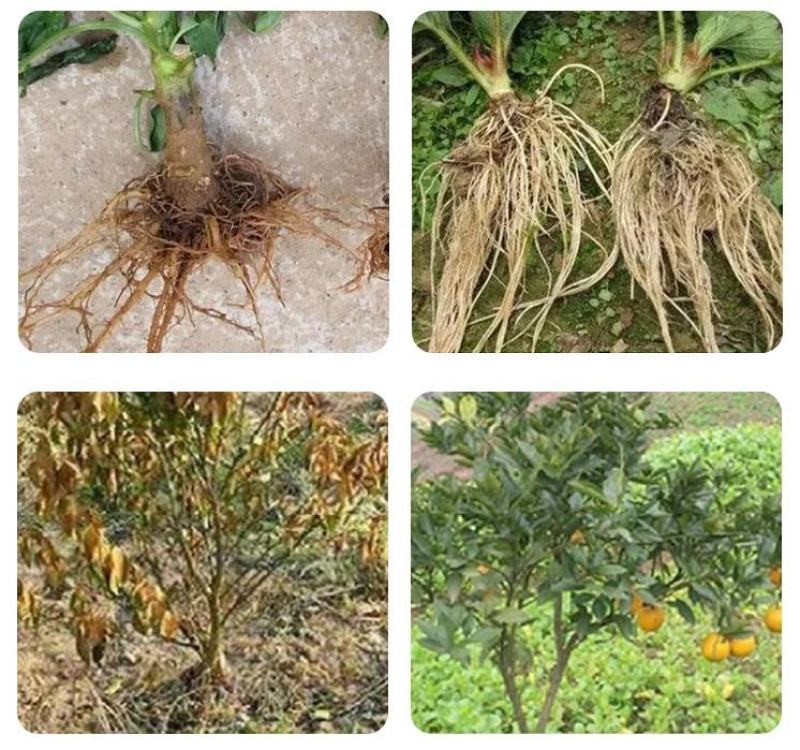 重茬菌克疏松改良土壤生根抗重茬预防黄化根腐枯萎土传病害