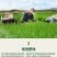 重茬菌克疏松改良土壤生根抗重茬预防黄化根腐枯萎土传病害