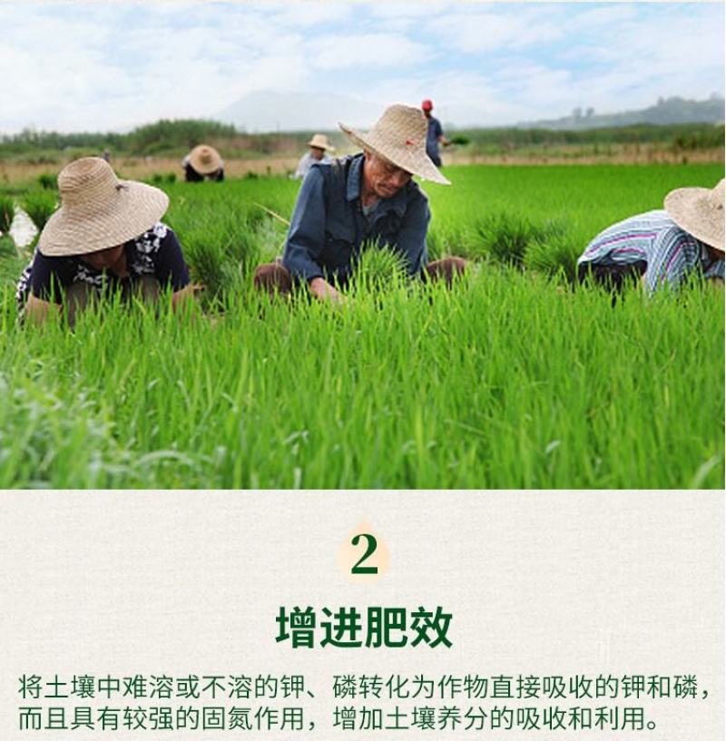重茬菌克疏松改良土壤生根抗重茬预防黄化根腐枯萎土传病害